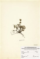 藏品(小椒草)的圖片